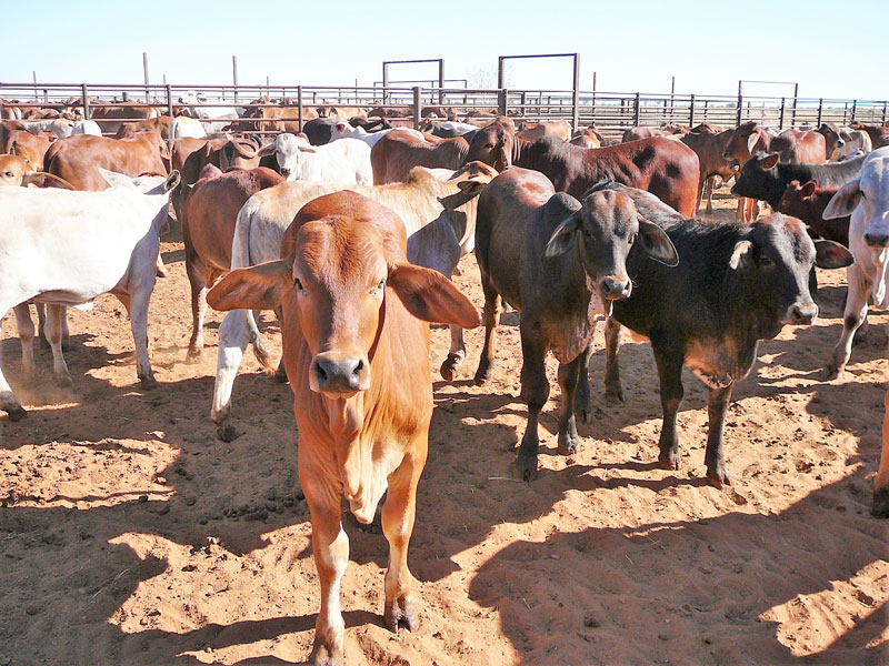 Rocky Heifers